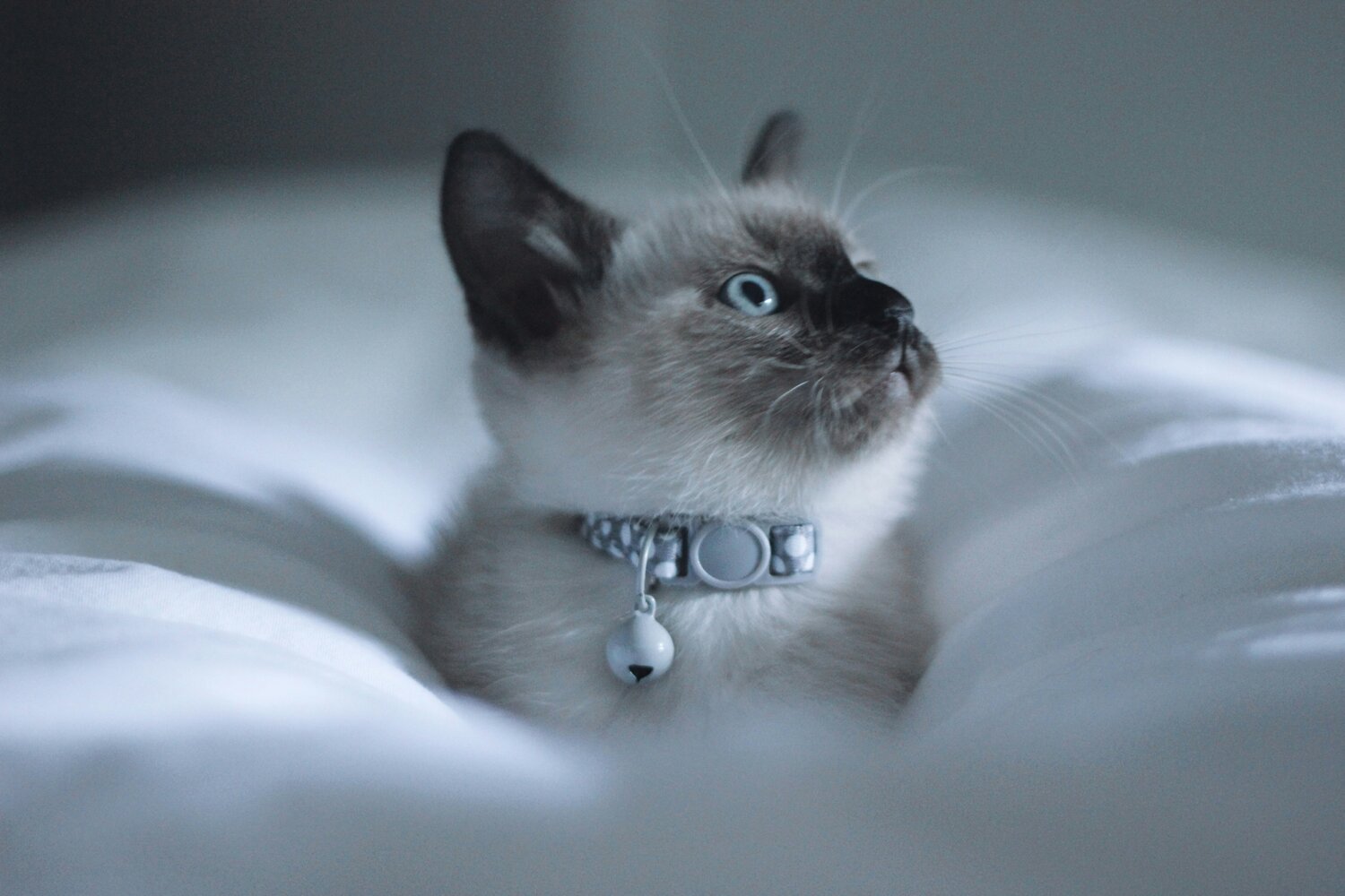 Ragdoll cat