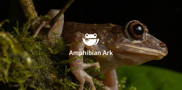 Screenshot of Amphibian Ark